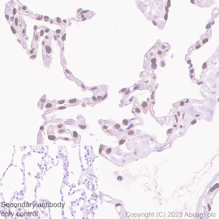 Immunohistochemistry (Formalin/PFA-fixed paraffin-embedded sections) - Anti-USP48 antibody [EPR26175-11] - BSA and Azide free (AB314544)
