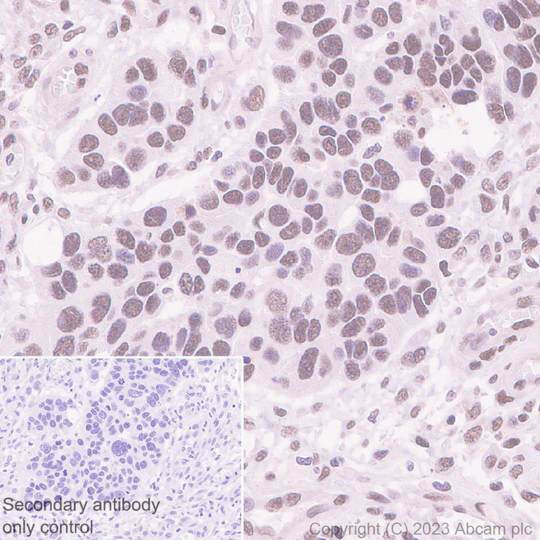 Immunohistochemistry (Formalin/PFA-fixed paraffin-embedded sections) - Anti-USP48 antibody [EPR26175-11] - BSA and Azide free (AB314544)