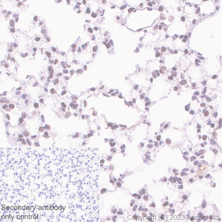Immunohistochemistry (Formalin/PFA-fixed paraffin-embedded sections) - Anti-USP48 antibody [EPR26175-11] - BSA and Azide free (AB314544)