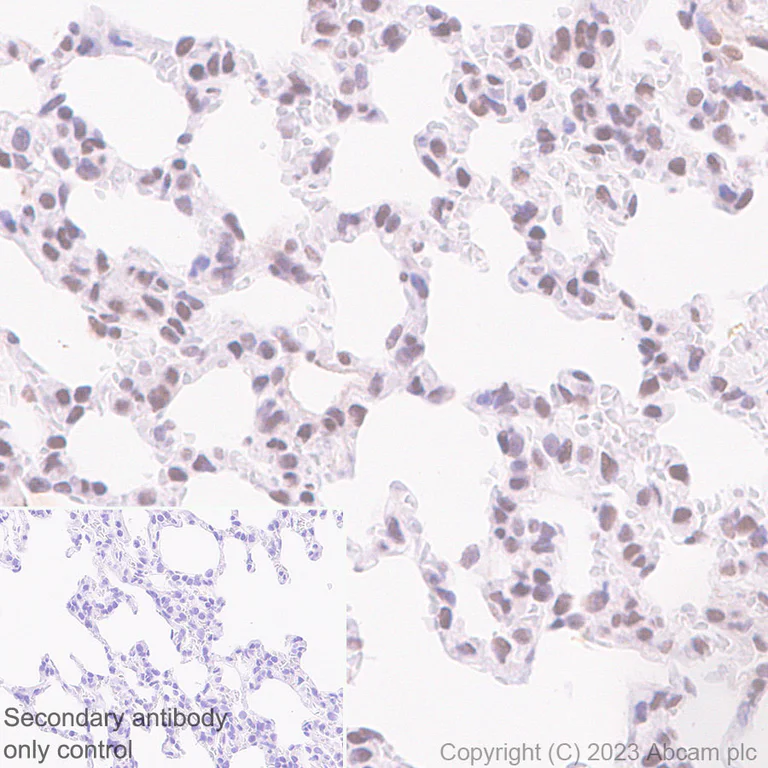 Immunohistochemistry (Formalin/PFA-fixed paraffin-embedded sections) - Anti-USP48 antibody [EPR26175-11] - BSA and Azide free (AB314544)