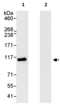 Immunoprecipitation - Anti-USP5 antibody (AB241311)