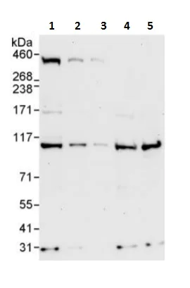 Western blot - Anti-USP5 antibody (AB241311)