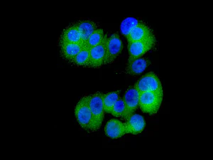 Immunocytochemistry/ Immunofluorescence - Anti-USP5 antibody [EPR10454] (AB154170)