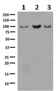 Western blot - Anti-USP5 antibody [EPR10454] (AB154170)