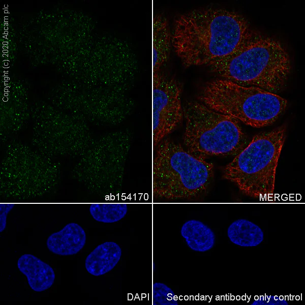 Immunocytochemistry/ Immunofluorescence - Anti-USP5 antibody [EPR10454] - BSA and Azide free (AB249070)