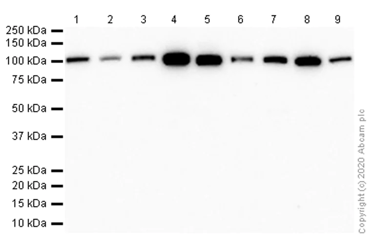 Western blot - Anti-USP5 antibody [EPR10454] - BSA and Azide free (AB249070)