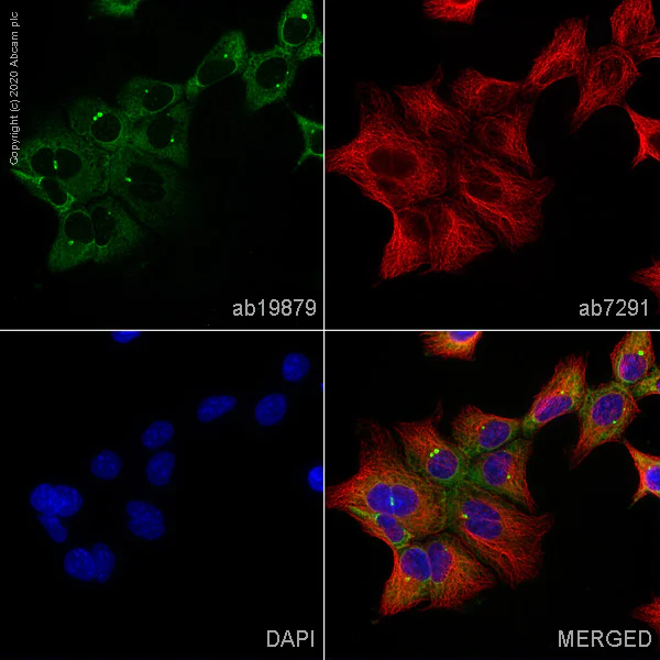 Immunocytochemistry - Anti-USP9x antibody (AB19879)