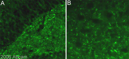 Immunohistochemistry (PFA fixed) - Anti-USP9x antibody (AB19879)