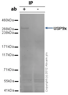 Immunoprecipitation - Anti-USP9x antibody (AB19879)