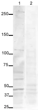Western blot - Anti-USP9x antibody (AB19879)