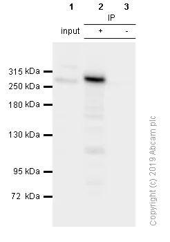 Immunoprecipitation - Anti-USP9x antibody [EPR13809(B)] - BSA and Azide free (AB250191)