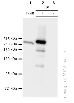 Immunoprecipitation - Anti-USP9x antibody [EPR13809(B)] - BSA and Azide free (AB250191)