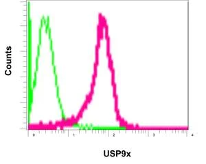 Flow Cytometry (Intracellular) - Anti-USP9x antibody [EPR13809(B)] - N-terminal (AB180191)