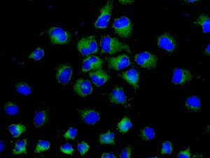 Immunocytochemistry/ Immunofluorescence - Anti-USP9x antibody [EPR13809(B)] - N-terminal (AB180191)