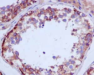 Immunohistochemistry (Formalin/PFA-fixed paraffin-embedded sections) - Anti-USP9x antibody [EPR13809(B)] - N-terminal (AB180191)