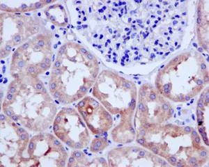 Immunohistochemistry (Formalin/PFA-fixed paraffin-embedded sections) - Anti-USP9x antibody [EPR13809(B)] - N-terminal (AB180191)