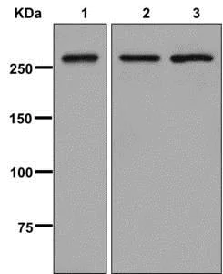 Western blot - Anti-USP9x antibody [EPR13809(B)] - N-terminal (AB180191)