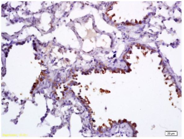 Immunohistochemistry (Formalin/PFA-fixed paraffin-embedded sections) - Anti-Uteroglobin antibody (AB217304)