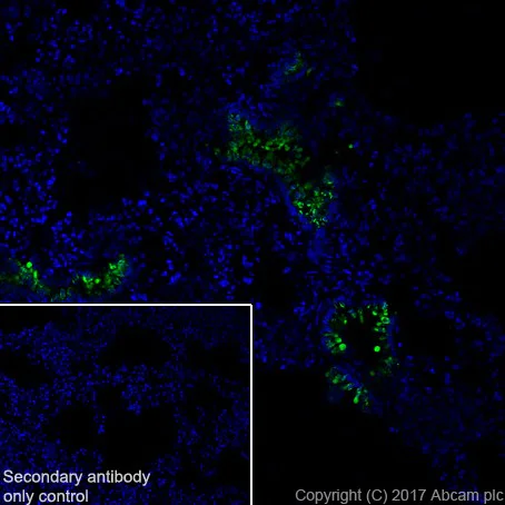 Immunohistochemistry (Frozen sections) - Anti-Uteroglobin antibody [EPR19846] (AB213203)