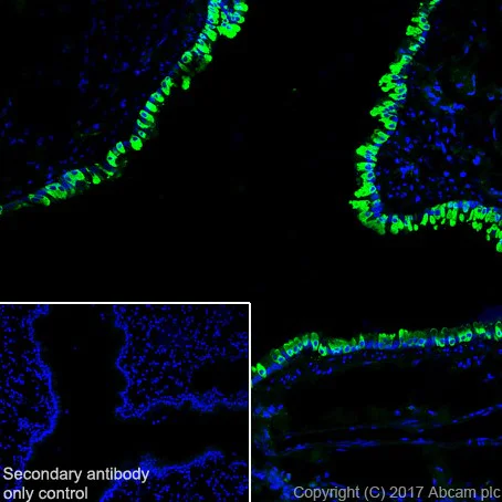 Immunohistochemistry (Frozen sections) - Anti-Uteroglobin antibody [EPR19846] - BSA and Azide free (AB232562)