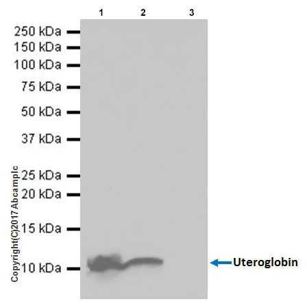 Immunoprecipitation - Anti-Uteroglobin antibody [EPR19846] - BSA and Azide free (AB232562)