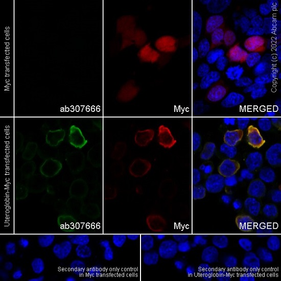 Immunocytochemistry/ Immunofluorescence - Anti-Uteroglobin antibody [EPR27144-86] - BSA and Azide free (ab307667), expandable thumbnail