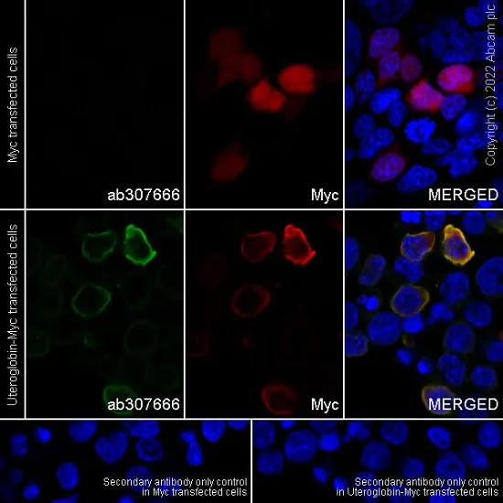 Immunocytochemistry/ Immunofluorescence - Anti-Uteroglobin antibody [EPR27144-86] - BSA and Azide free (AB307667)