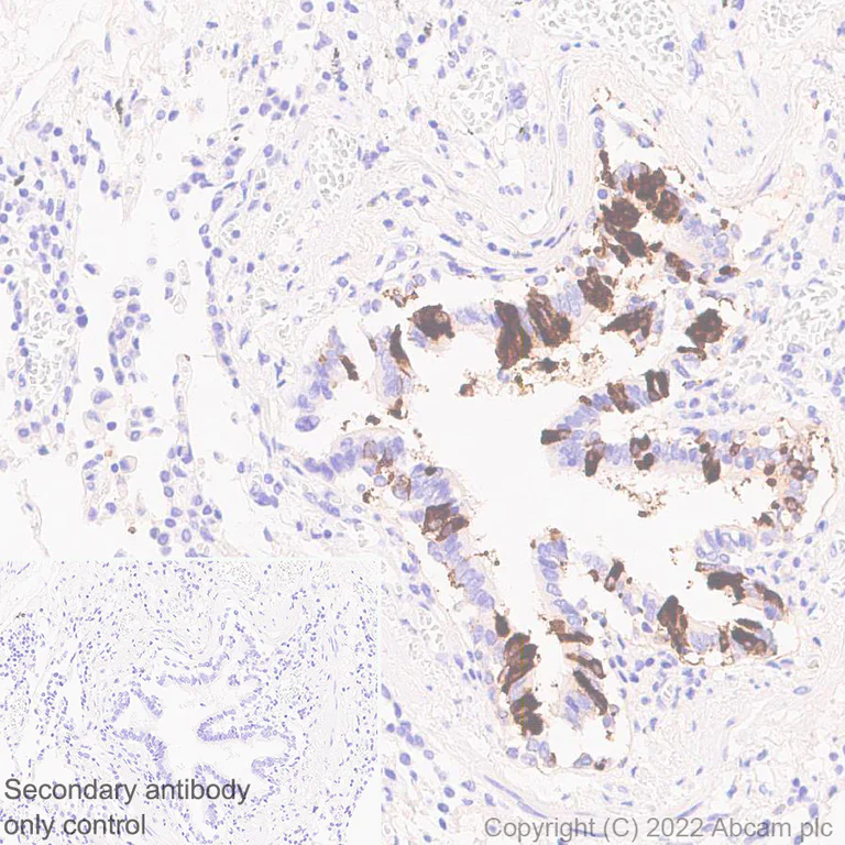 Immunohistochemistry (Formalin/PFA-fixed paraffin-embedded sections) - Anti-Uteroglobin antibody [EPR27144-86] - BSA and Azide free (AB307667)