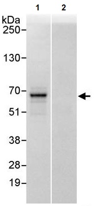 Immunoprecipitation - Anti-UTP18 antibody (AB241578), expandable thumbnail