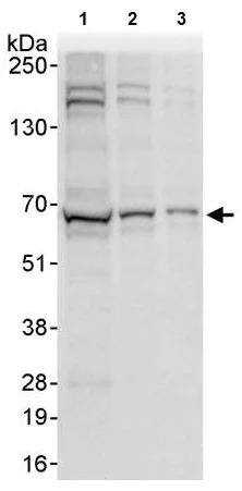 Western blot - Anti-UTP18 antibody (AB241578)