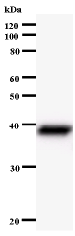 Western blot - Anti-UTP3 antibody [2950C2a] (AB60063), expandable thumbnail