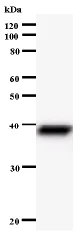 Western blot - Anti-UTP3 antibody [2950C2a] (AB60063)