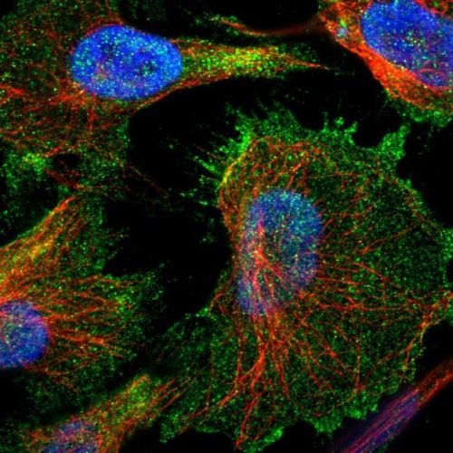 Immunocytochemistry/ Immunofluorescence - Anti-Utrophin antibody (AB244363), expandable thumbnail