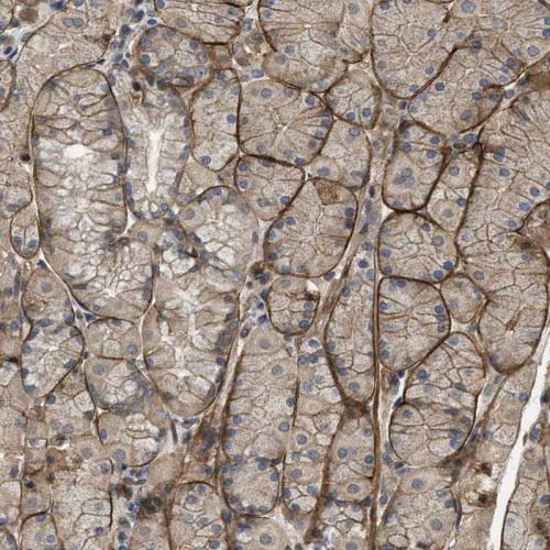 Immunohistochemistry (Formalin/PFA-fixed paraffin-embedded sections) - Anti-Utrophin antibody (AB244363)
