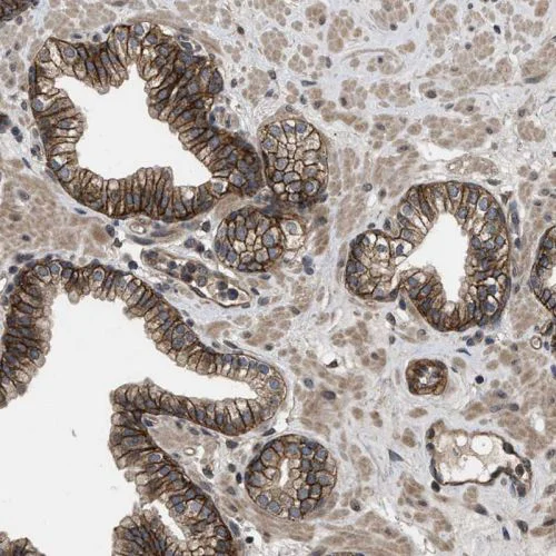 Immunohistochemistry (Formalin/PFA-fixed paraffin-embedded sections) - Anti-Utrophin antibody (AB244363)