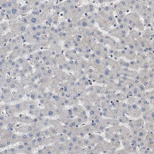 Immunohistochemistry (Formalin/PFA-fixed paraffin-embedded sections) - Anti-Utrophin antibody (AB244363)