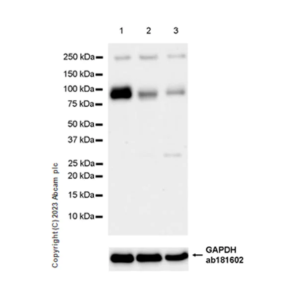 Western blot - Anti-UVRAG antibody [EPR27025-83] (AB313626)