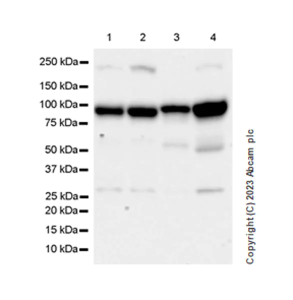 Western blot - Anti-UVRAG antibody [EPR27025-83] (AB313626)