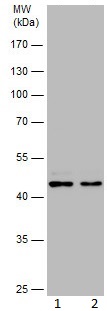 Western blot - Anti-UXS-1 antibody (AB155226), expandable thumbnail