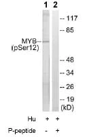 Western blot - Anti-v-Myb + c-Myb (phospho S12) antibody (AB78892)