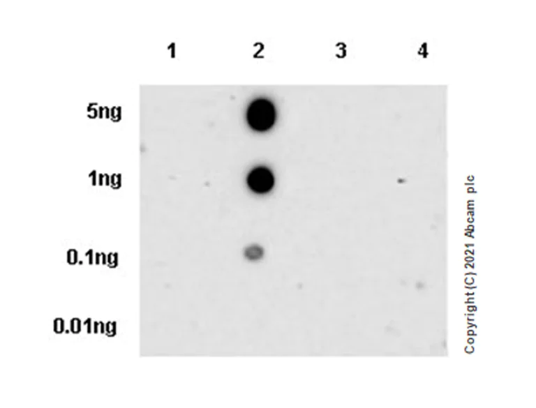 Dot Blot - Anti-V2R antibody [EPR24555-59] (AB273021)