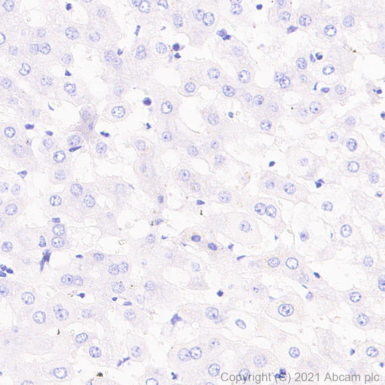 Immunohistochemistry (Formalin/PFA-fixed paraffin-embedded sections) - Anti-V2R antibody [EPR24555-59] (AB273021)