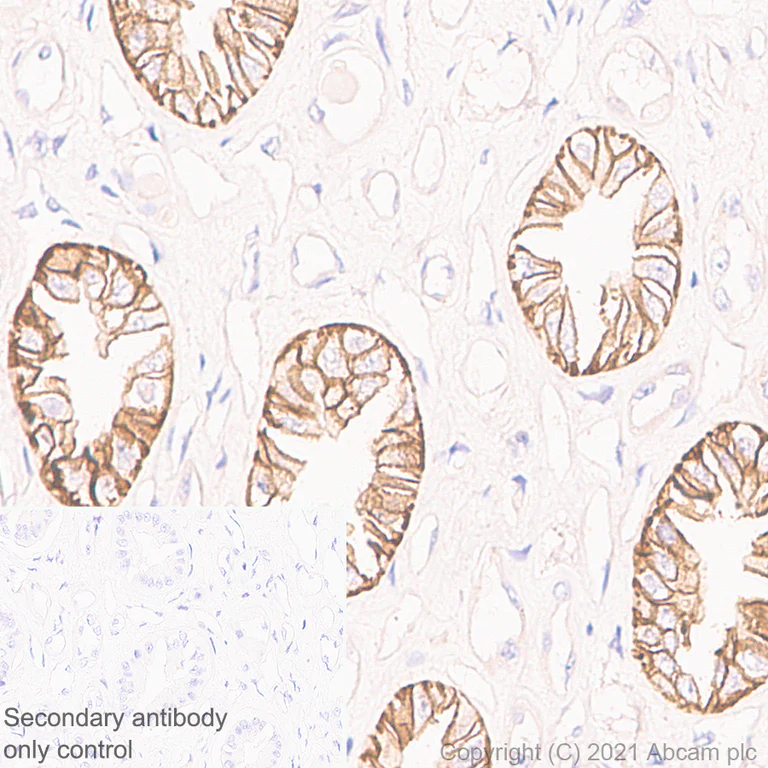 Immunohistochemistry (Formalin/PFA-fixed paraffin-embedded sections) - Anti-V2R antibody [EPR24555-59] - BSA and Azide free (AB282010)