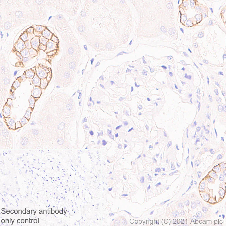 Immunohistochemistry (Formalin/PFA-fixed paraffin-embedded sections) - Anti-V2R antibody [EPR24555-59] - BSA and Azide free (AB282010)