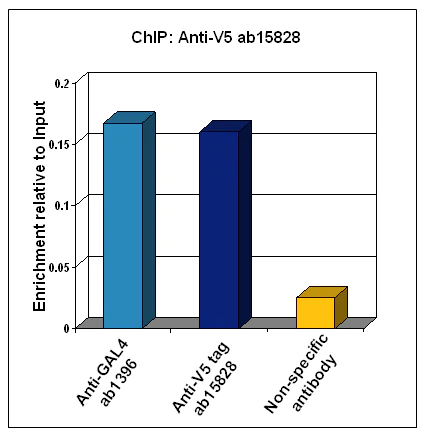 ChIP - Anti-V5 tag antibody (AB15828)