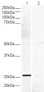 Western blot - Anti-V5 tag antibody (AB15828)