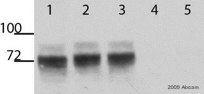 Western blot - Anti-V5 tag antibody (AB9116), expandable thumbnail