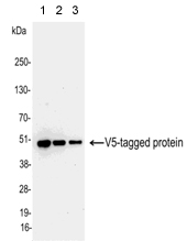 Western blot - Anti-V5 tag antibody (AB95038), expandable thumbnail