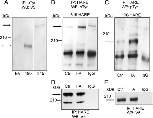 Western blot - Anti-V5 tag antibody (AB95038), expandable thumbnail