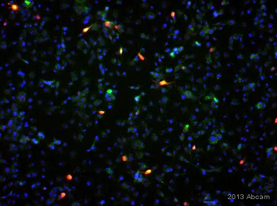 Immunocytochemistry/ Immunofluorescence - Anti-V5 tag antibody [E10] (AB53418)